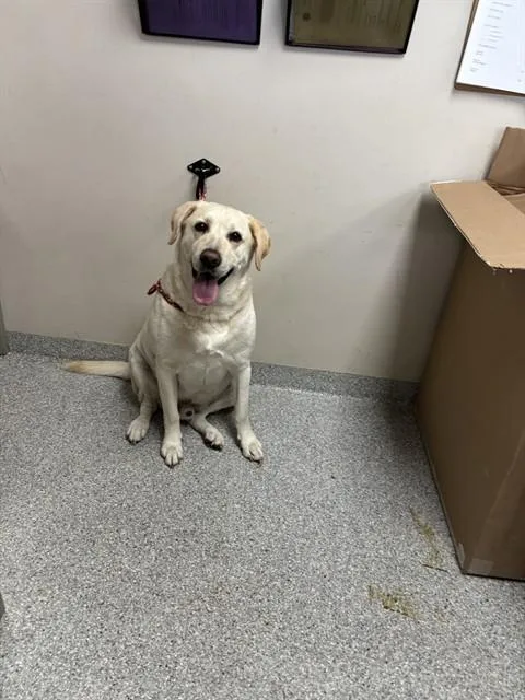 An adult large-sized male Labrador Retriever dog named Tucker for adoption in Pasadena, TX