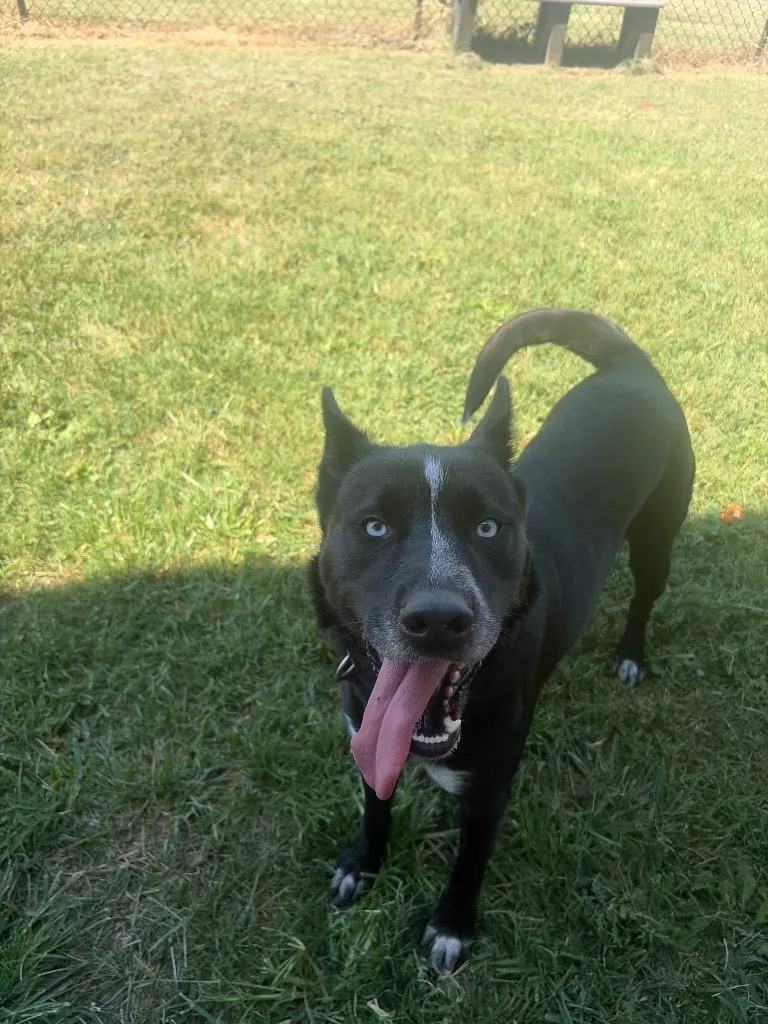 A young medium-sized female Mixed Breed dog named Leah for adoption in Gallatin, TN