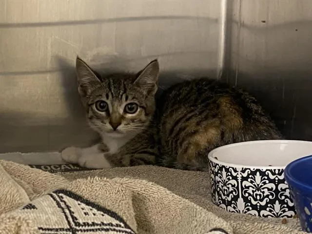 A baby small-sized female Domestic Short Hair cat named Jenny for adoption in Tustin, CA