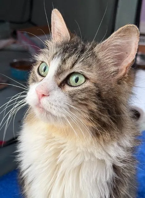 A young medium-sized female Domestic Long Hair cat named Summer for adoption in Shoreline, WA