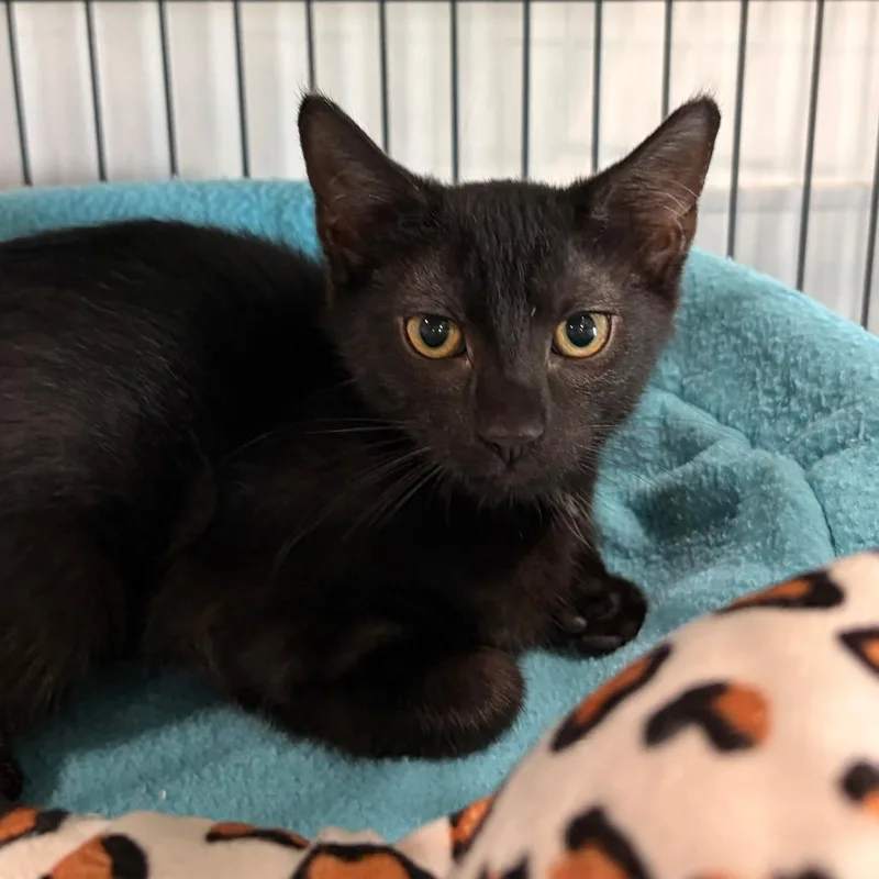 A baby small-sized female Black Domestic Short Hair cat named Cartoon Network for adoption in Bradenton, FL