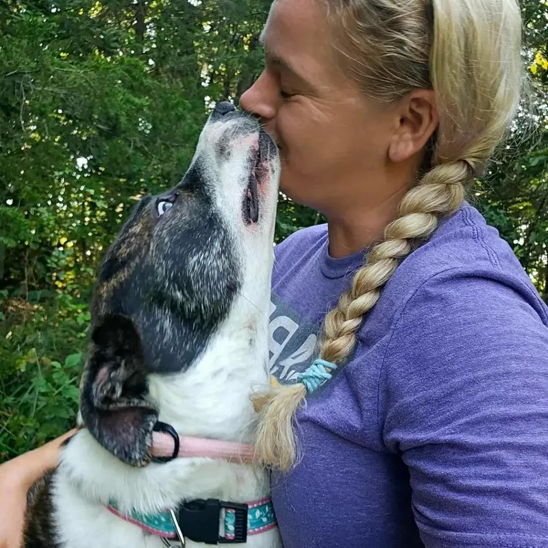 An adult large-sized female Brindle Hound dog named Lady Bug for adoption in Springfield, MO