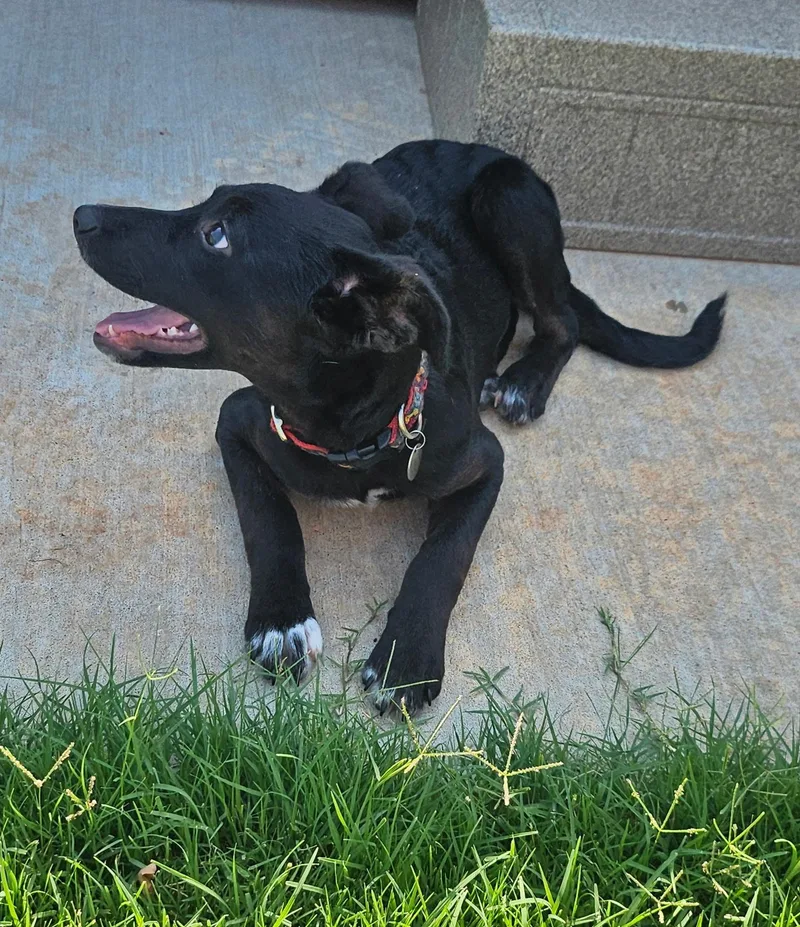 A young medium-sized female Cattle Dog dog named Jasmine for adoption in Yukon, OK