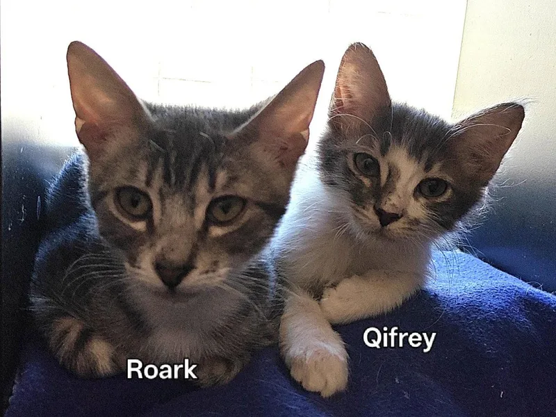A young medium-sized male Domestic Medium Hair cat named Qifrey for adoption in Phoenix, AZ