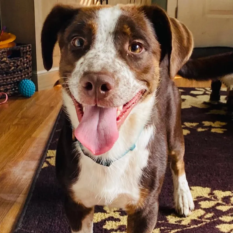 An adult medium-sized male White / Cream Cardigan Welsh Corgi dog named Cheeto for adoption in Rockville, MD