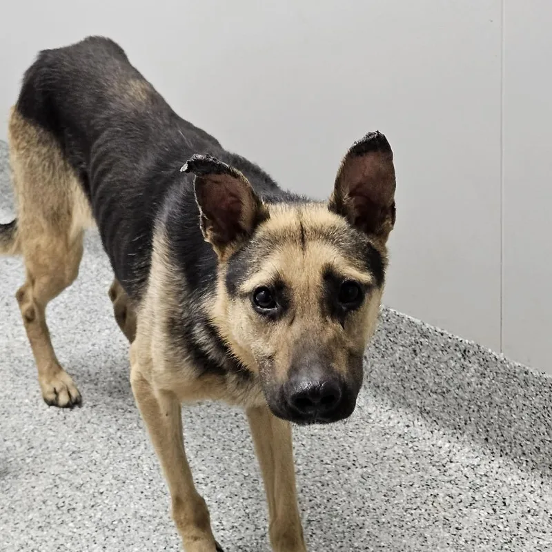 An adult large-sized male Yellow / Tan / Blond / Fawn German Shepherd Dog dog named Junior for adoption in Wichita, KS