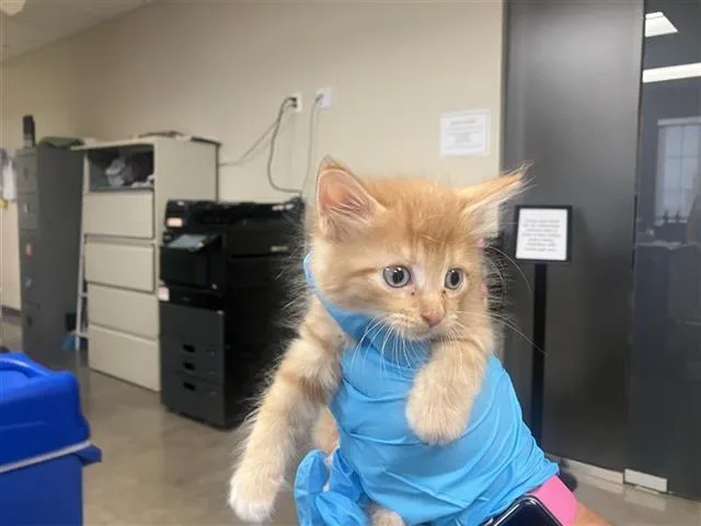 A baby small-sized male Domestic Short Hair cat named Raspberry for adoption in San Antonio, TX