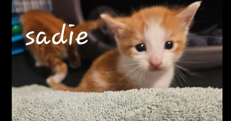 A baby small-sized female Orange & White Domestic Short Hair cat named Sadie for adoption in Chalfont, PA
