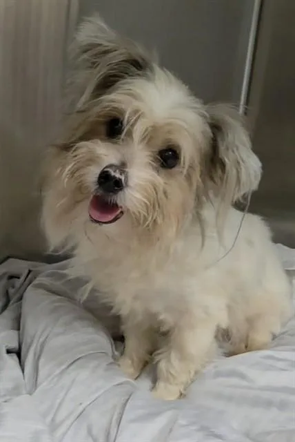 An adult medium-sized female Yorkshire Terrier dog named Delta for adoption in Fort Lauderdale, FL