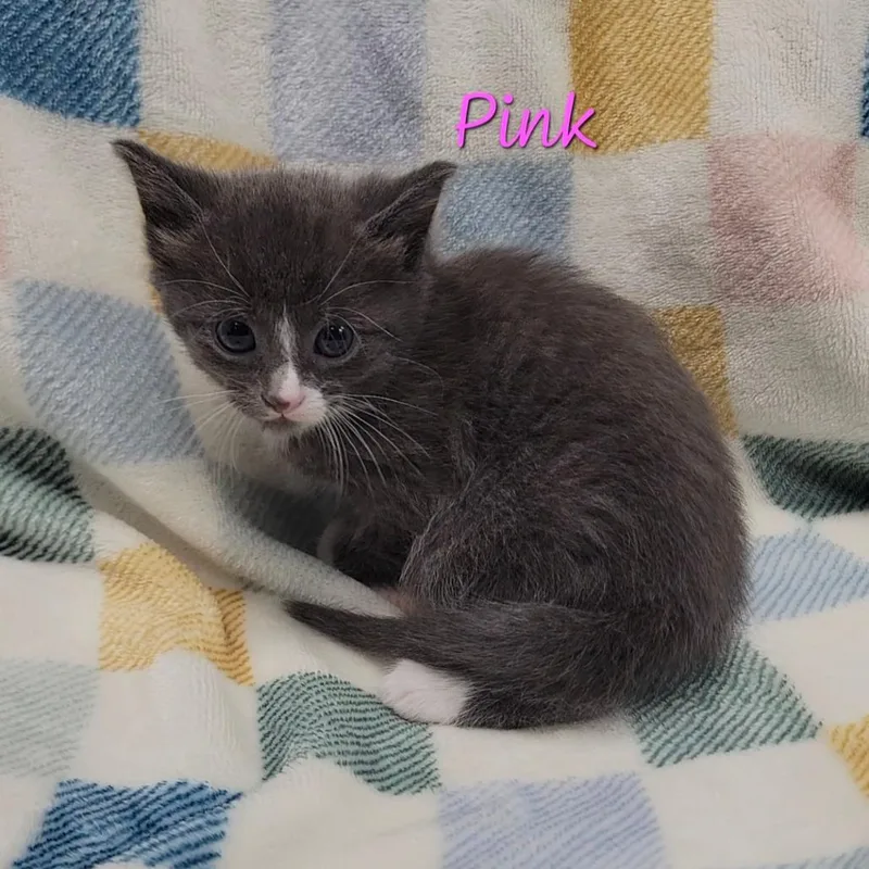 A baby small-sized female Gray / Blue / Silver Domestic Short Hair cat named Pink for adoption in Parkersburg, WV