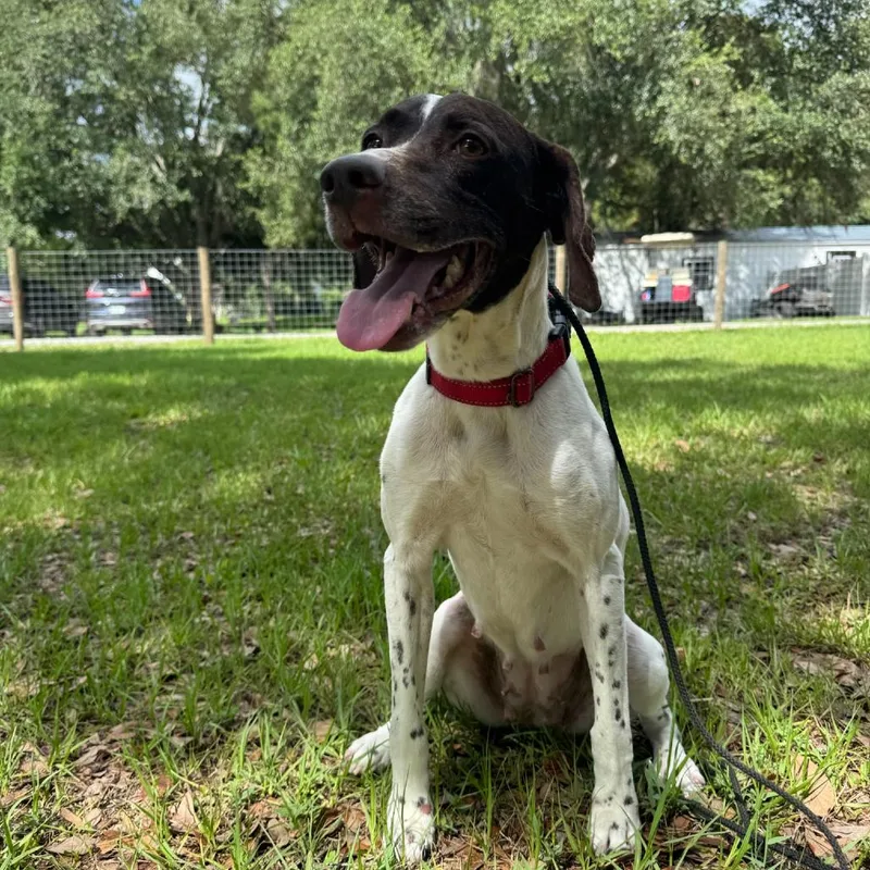 An adult medium-sized female White / Cream German Shorthaired Pointer dog named Hattie for adoption in Parrish, FL