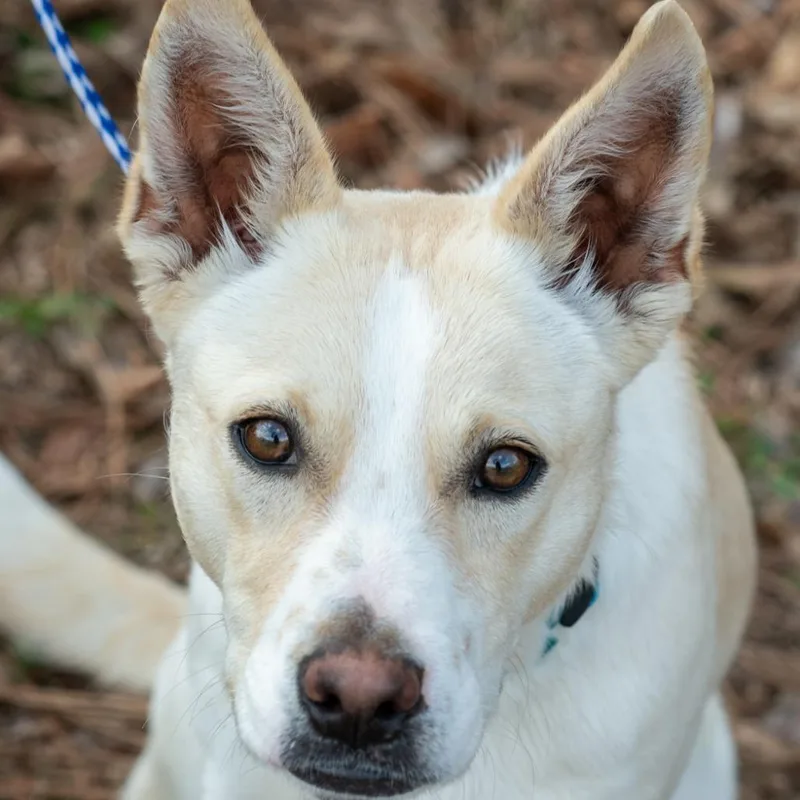 A young medium-sized male Shepherd dog named Ghost for adoption in Bartlett, TN