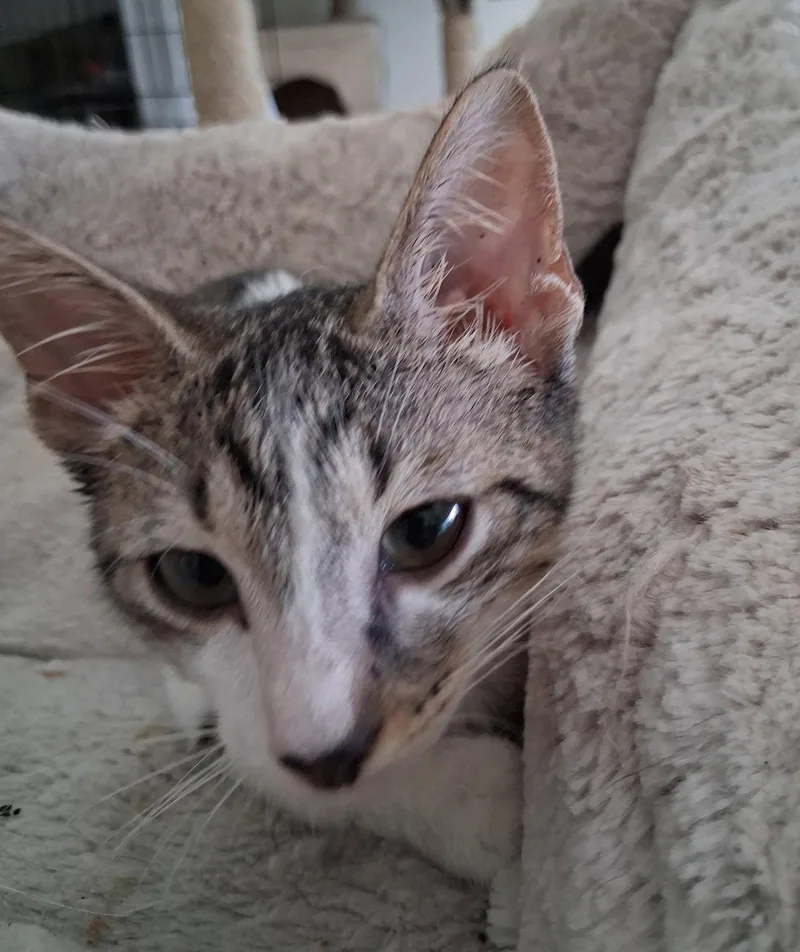 A baby medium-sized male Domestic Short Hair cat named Mitch for adoption in Oviedo, FL