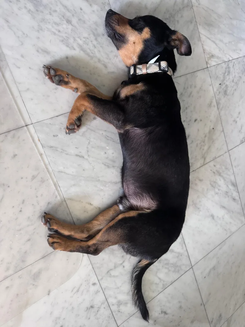 Tiny Tony  Macaroni thumbnail 3