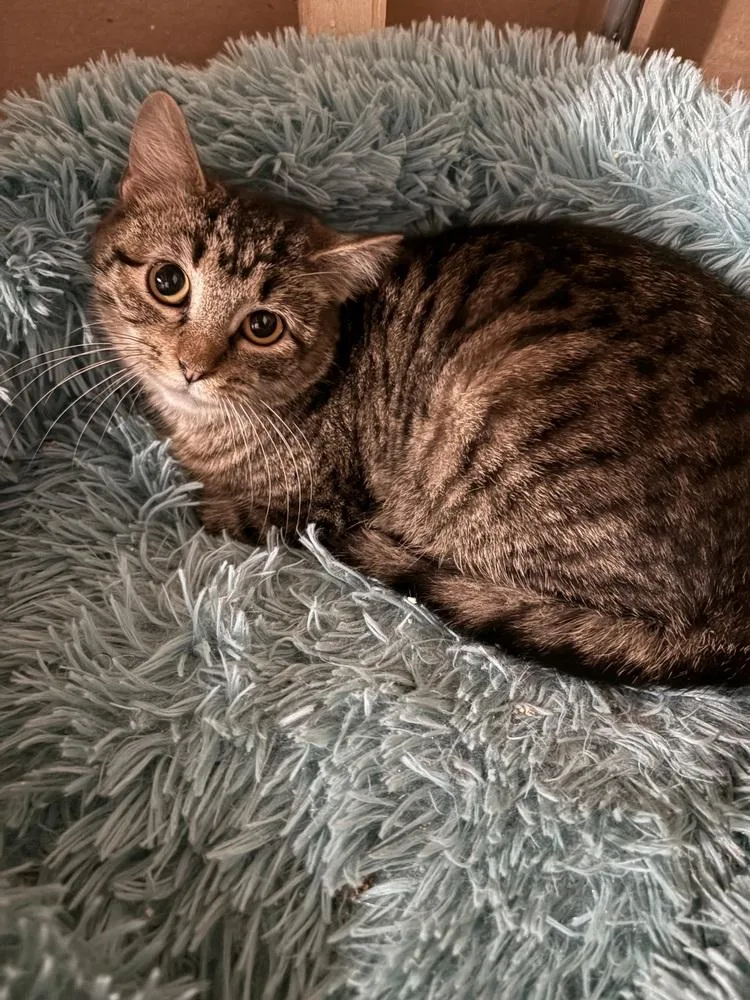 A young small-sized female Domestic Short Hair cat named Tilly for adoption in Wheaton, IL