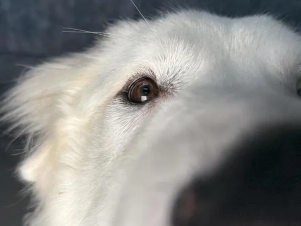 An adult large-sized male Maremma Sheepdog dog named Aries for adoption in Portland, OR