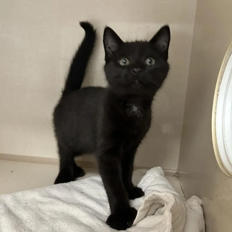 A baby small-sized male Black Domestic Short Hair cat named Goulash for adoption in Conway, NH