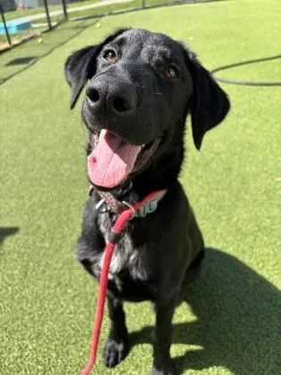 An adult medium-sized male Mixed Breed dog named Utah for adoption in West Chester, PA