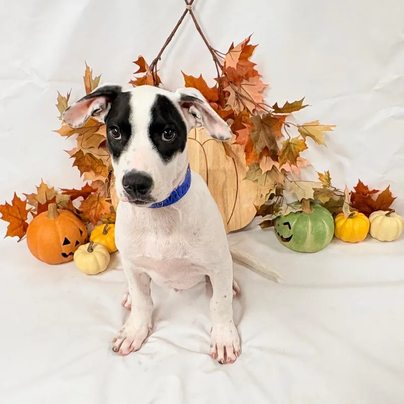 A baby small-sized male Hound dog named Casper for adoption in Parker, CO