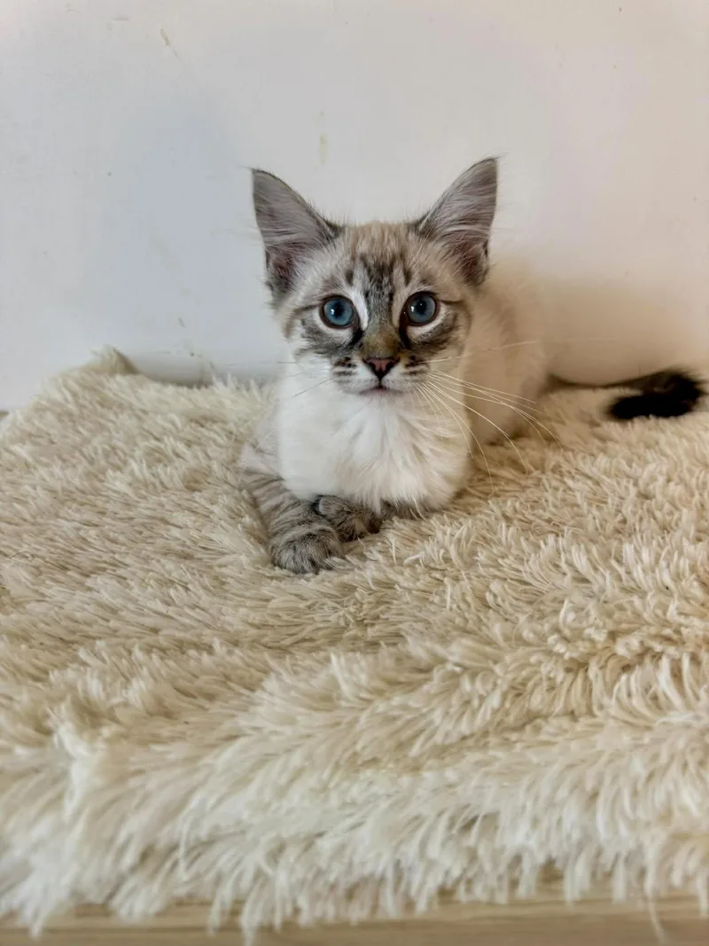 A young medium-sized female Seal Point Siamese cat named Glitter for adoption in Snyder, TX