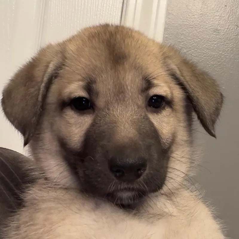 A baby medium-sized female White / Cream Shepherd dog named Frida for adoption in Greenfield, IN