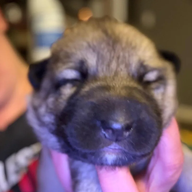 Frida thumbnail 2