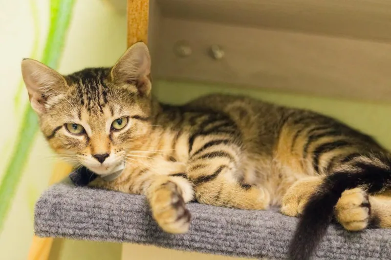 A baby medium-sized male Domestic Short Hair cat named Weeble for adoption in Hot Springs, AR