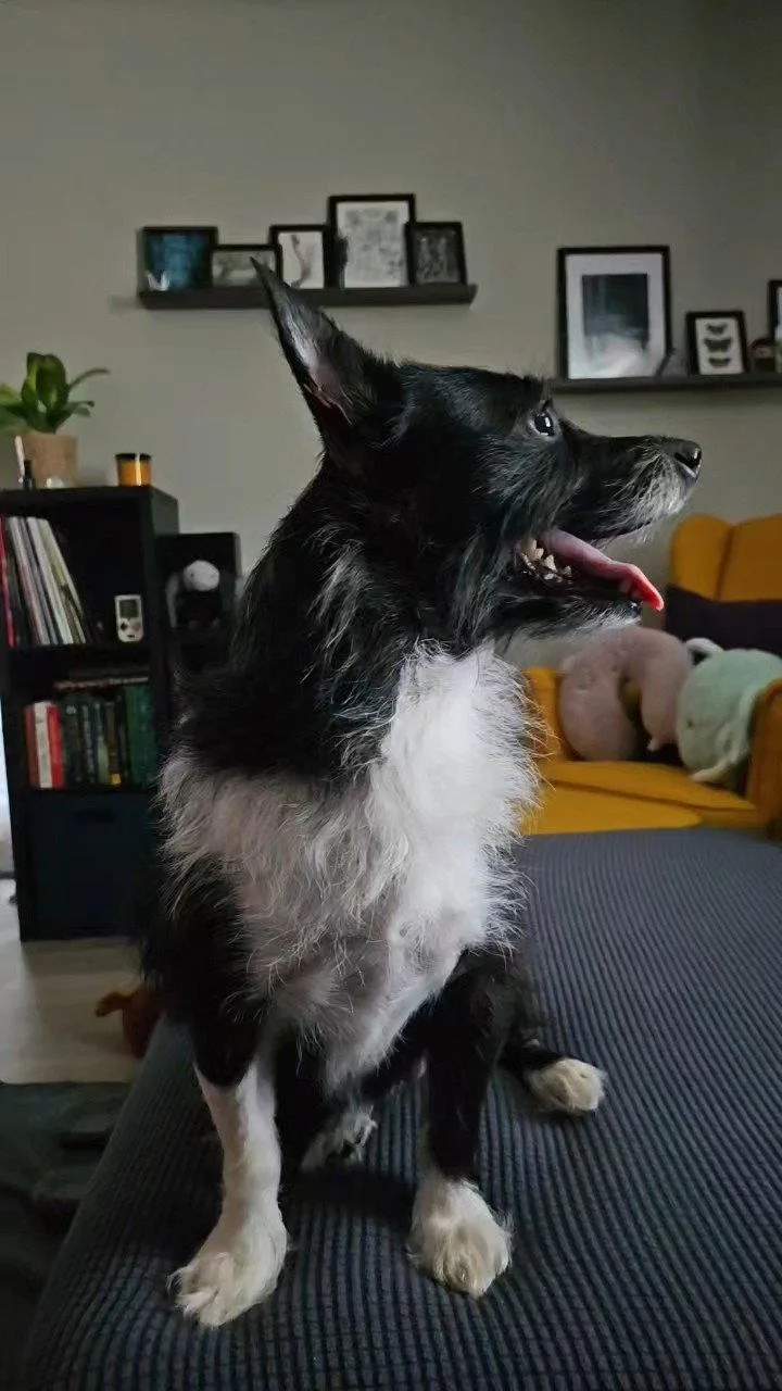 An adult small-sized female Chihuahua dog named Lucy for adoption in Wheaton, IL