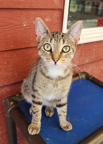 Gigi