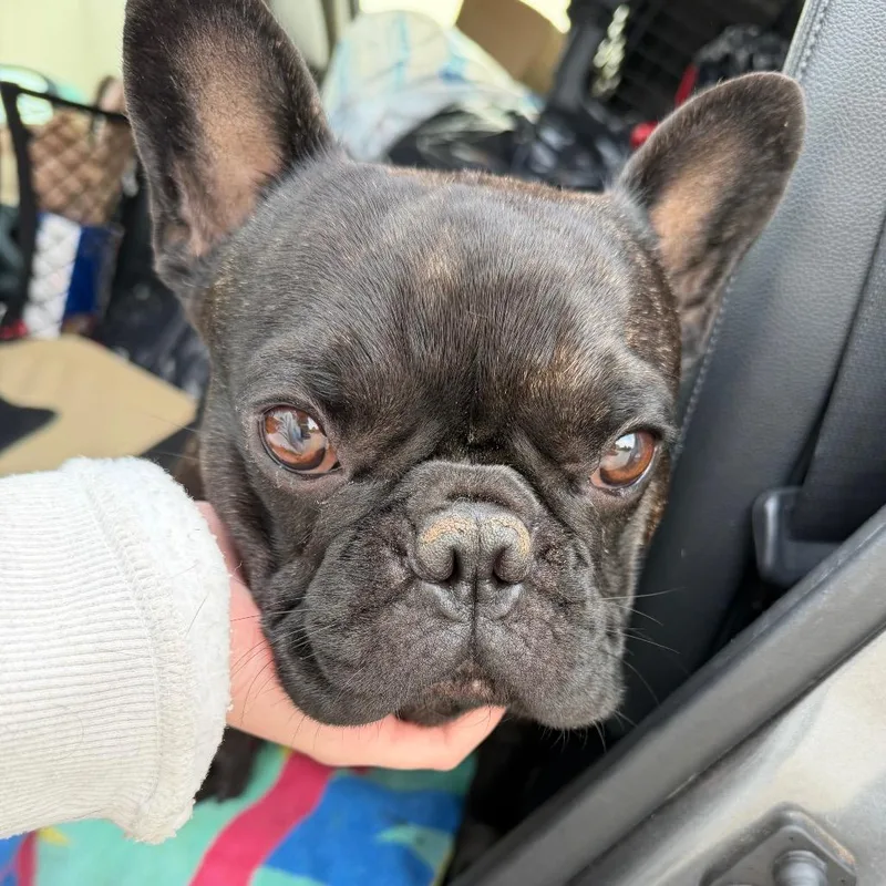 An adult small-sized male French Bulldog dog named Byron C for adoption in Oklahoma City, OK