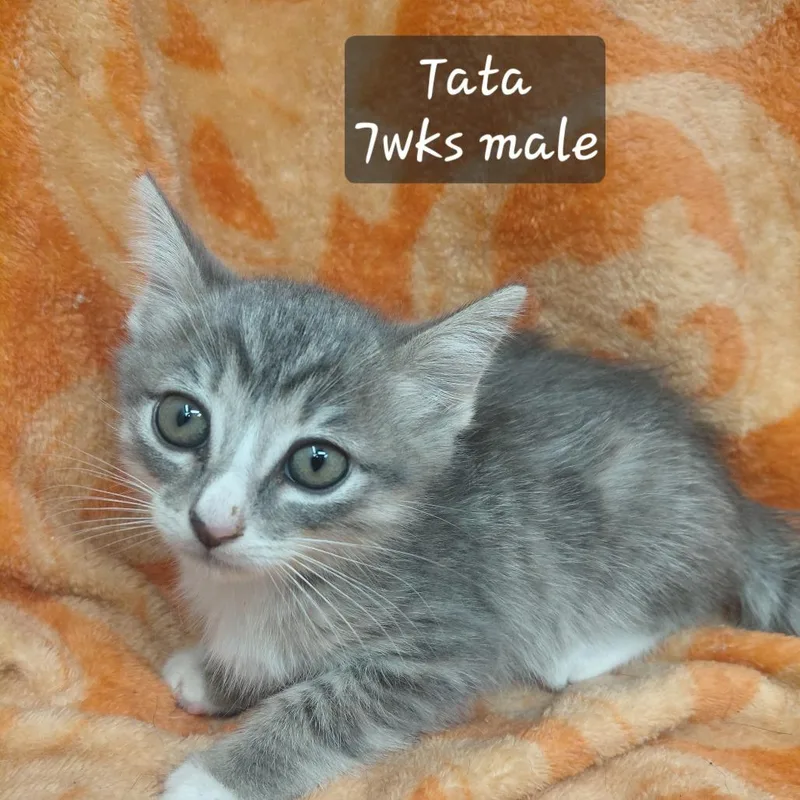 A baby small-sized male Domestic Short Hair cat named Tata for adoption in New Tazewell, TN