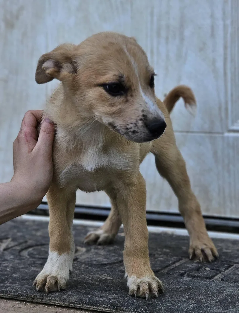A baby medium-sized female Apricot / Beige German Shepherd Dog dog named Verbena for adoption in Fort Payne, AL