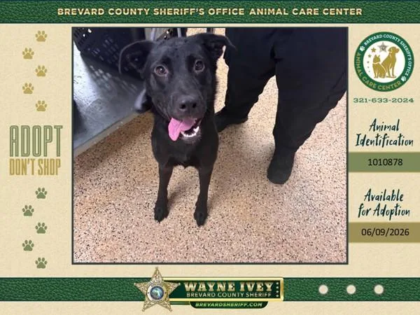 An adult medium-sized female Mixed Breed dog named Shae for adoption in Melbourne, FL
