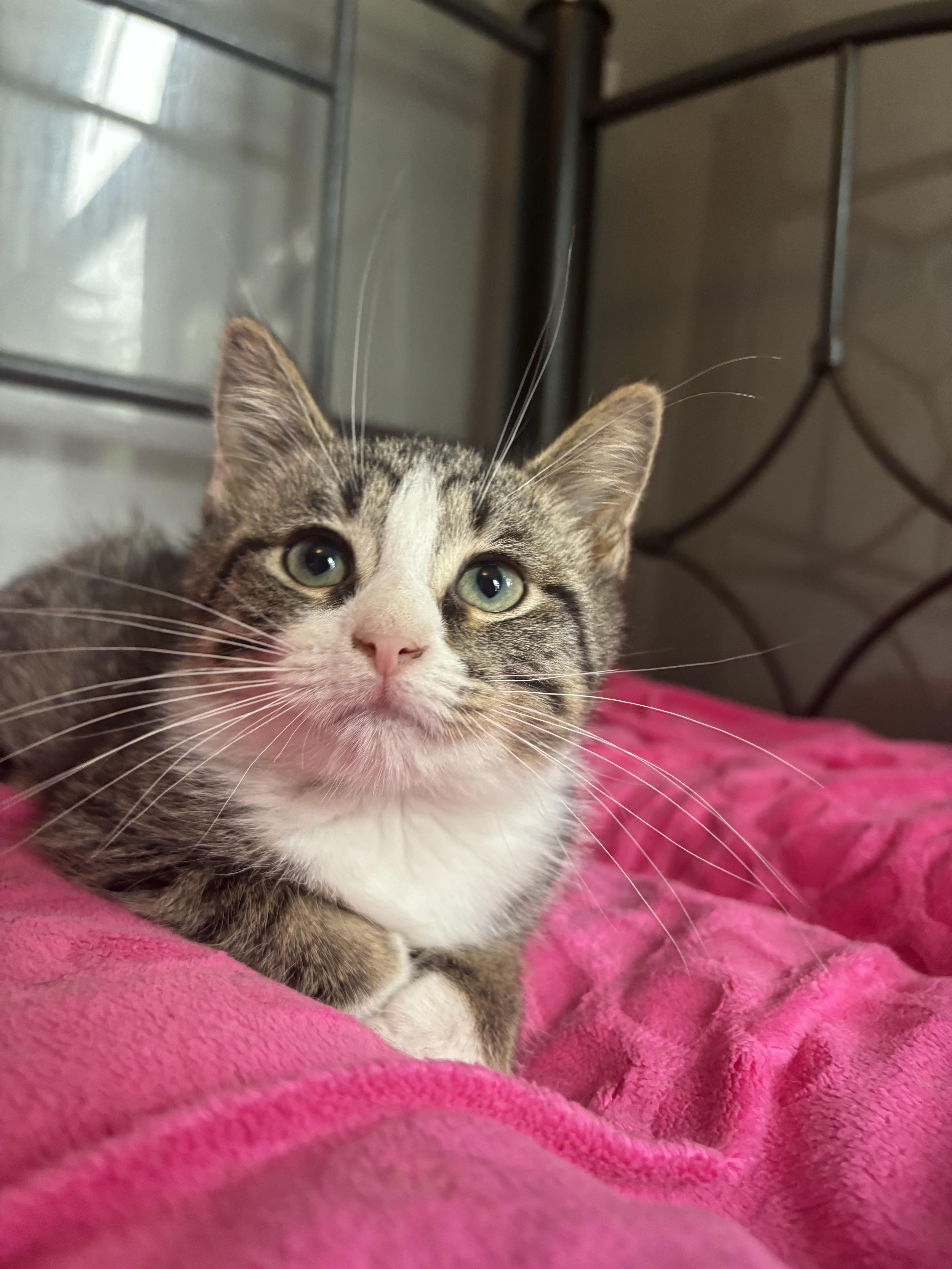 A baby small-sized male Tabby (Brown / Chocolate) Domestic Short Hair cat named Kahlua for adoption in Hudsonville, MI