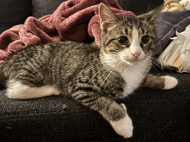 Kahlua thumbnail 2