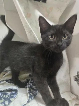 A baby small-sized female Domestic Short Hair cat named Zelda for adoption in Savannah, GA