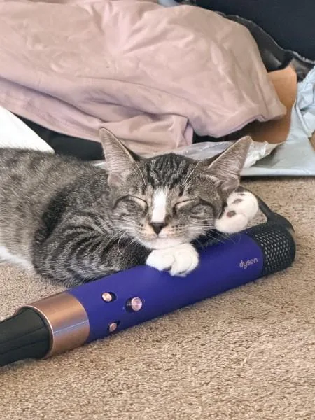 A baby medium-sized male Tabby (Tiger Striped) Domestic Short Hair cat named Stew for adoption in Berkeley Heights, NJ