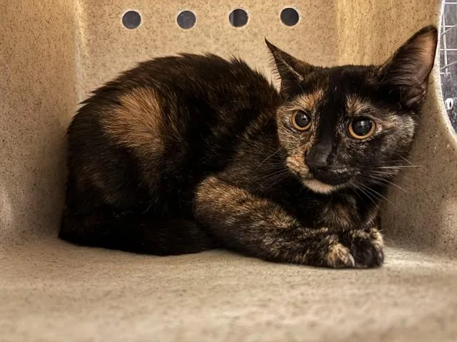 A young small-sized female Domestic Short Hair cat named A for adoption in Oklahoma City, OK