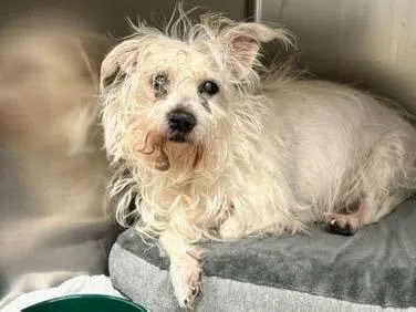 A senior small-sized male White / Cream Mixed Breed dog named Lobster for adoption in Long Island City, NY