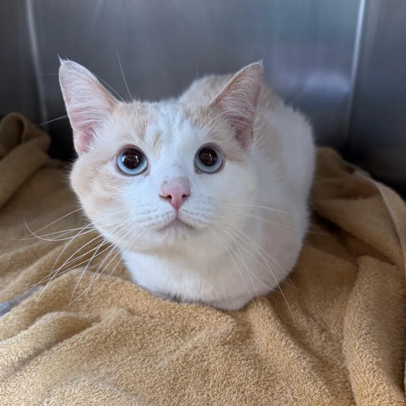 A young medium-sized male Buff / Tan / Fawn Domestic Short Hair cat named Albus for adoption in Council Bluffs, IA
