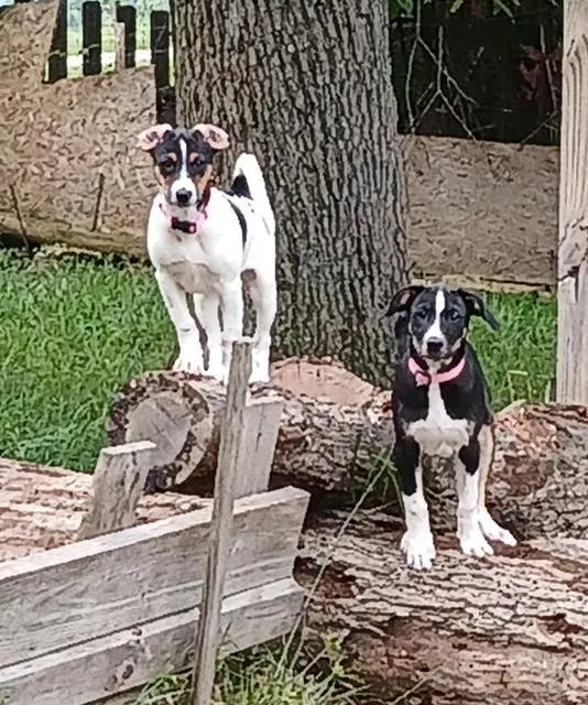 A baby small-sized female Tricolor (Brown, Black, & White) Rat Terrier dog named TT Tagalong for adoption in Andover, MA