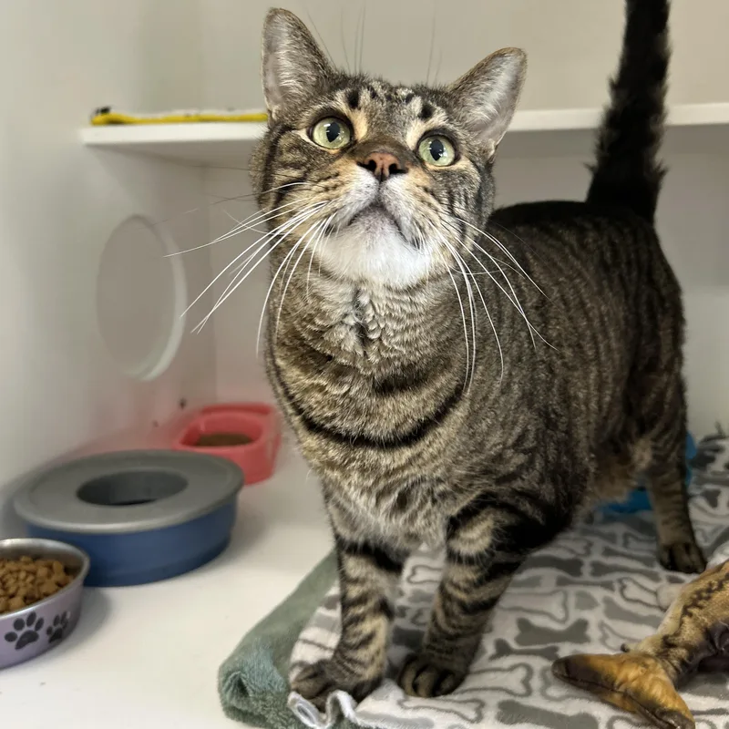 A senior medium-sized male Tabby (Brown / Chocolate) Domestic Short Hair cat named Doc Brown & Marty for adoption in La Grange Park, IL