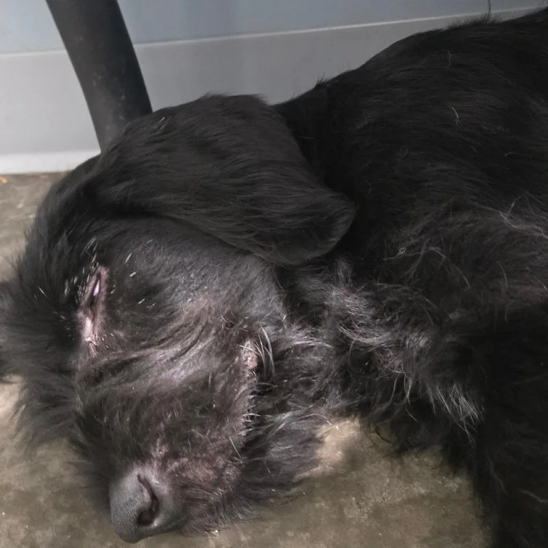 A baby medium-sized male Black Labrador Retriever dog named Arnold for adoption in Hannibal, MO
