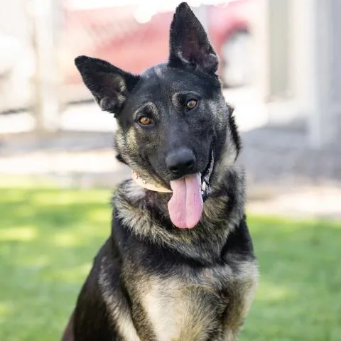 An adult large-sized female German Shepherd Dog dog named Disneyland for adoption in Camarillo, CA