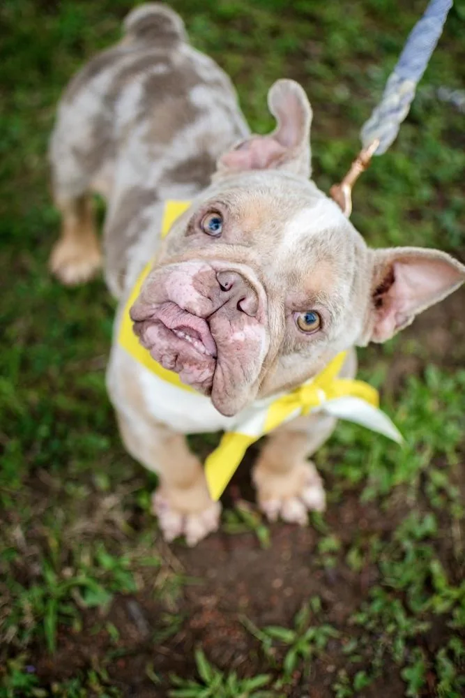 An adult small-sized female American Bulldog dog named Minion for adoption in Frankfort, NY