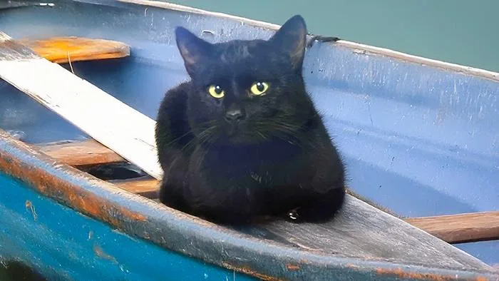 Flow The Vineyard Guardian