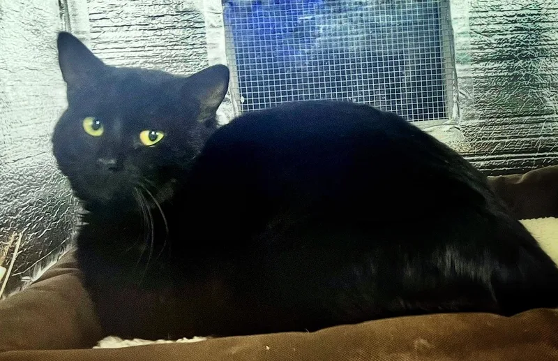 Flow The Vineyard Guardian thumbnail 4