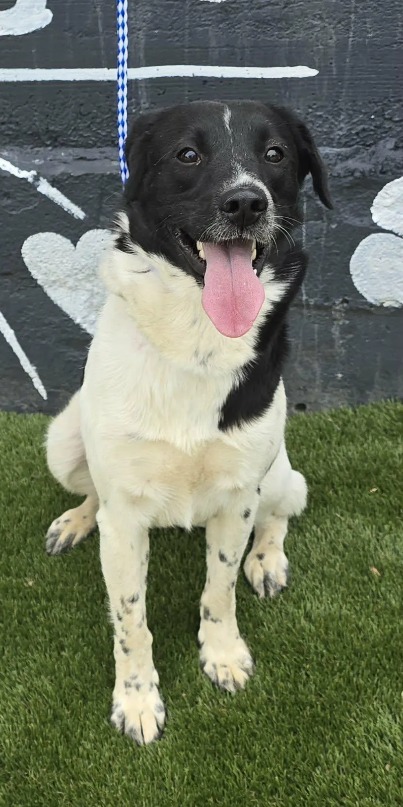A young medium-sized female Black Border Collie dog named Kinsale for adoption in New York, NY