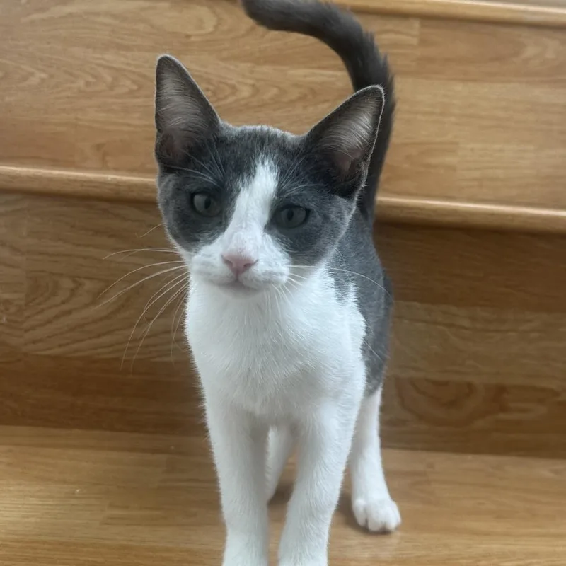 A baby small-sized female Gray / Blue / Silver Domestic Short Hair cat named Iris for adoption in Long Beach, CA