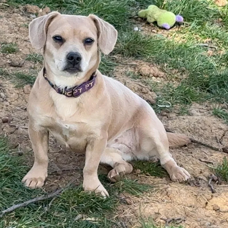 A young small-sized female Yellow / Tan / Blond / Fawn French Bulldog dog named Romy for adoption in Leavenworth, KS